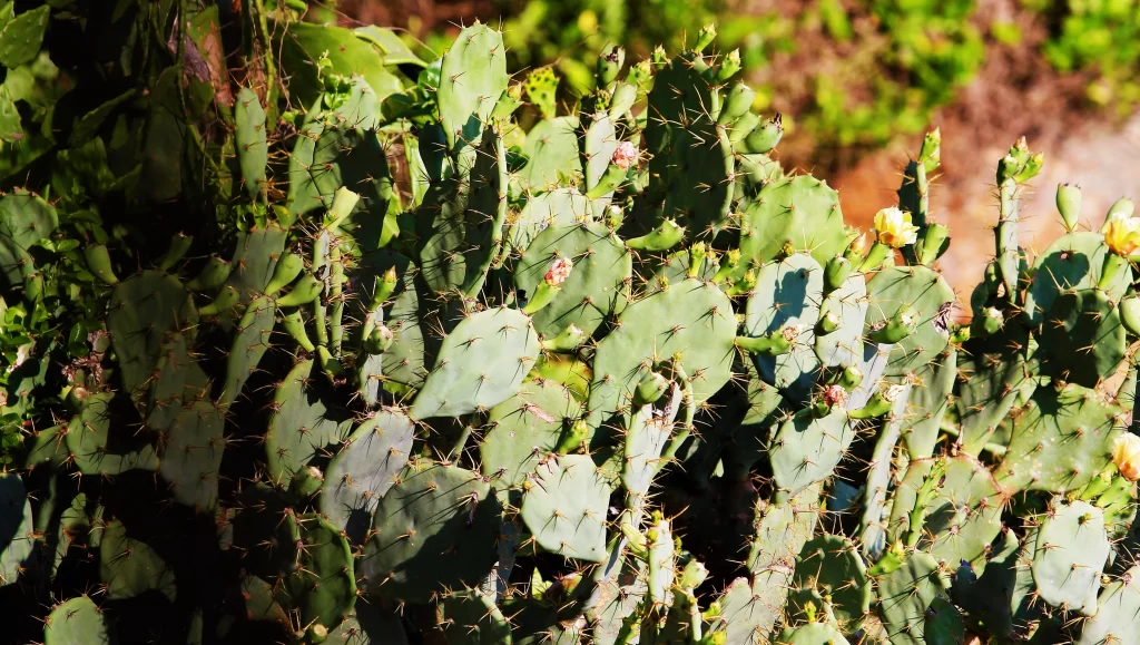 Prickly Pear Cactus Green Yellow Blooms Sunlight