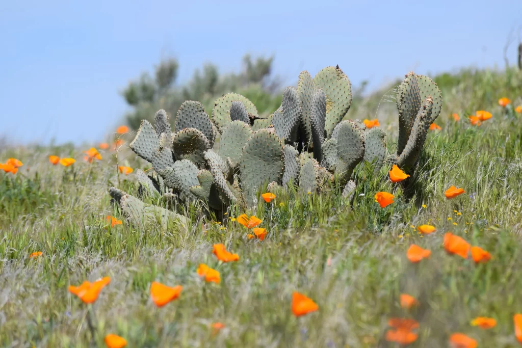 Prickly Pear Cactus Green Orange Blooming Desert Macro