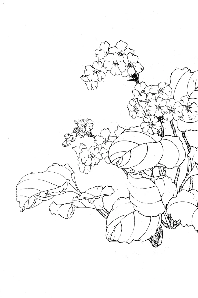 Primrose Chinese Line Drawing Botanical Art