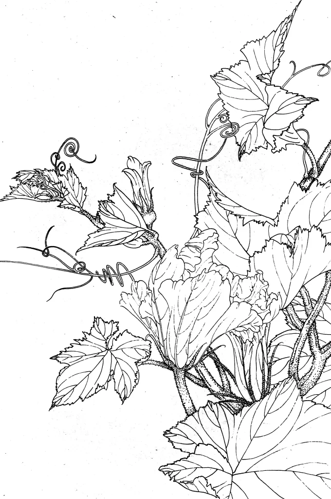 Pumpkin Chinese Line Drawing Botanical Art