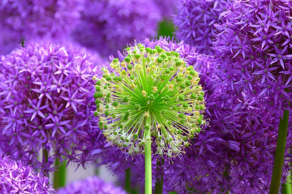 Purple Allium Bloom Petals Round Shape Green Stalk