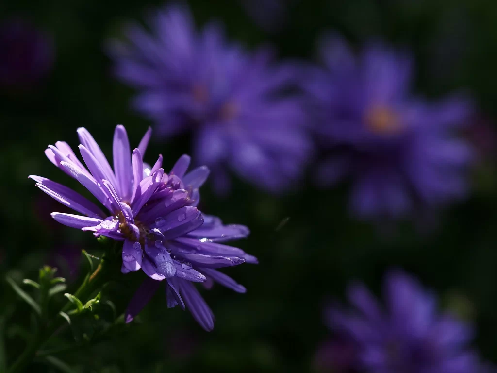 Purple Aster Dewdrops Petals Dark Background
