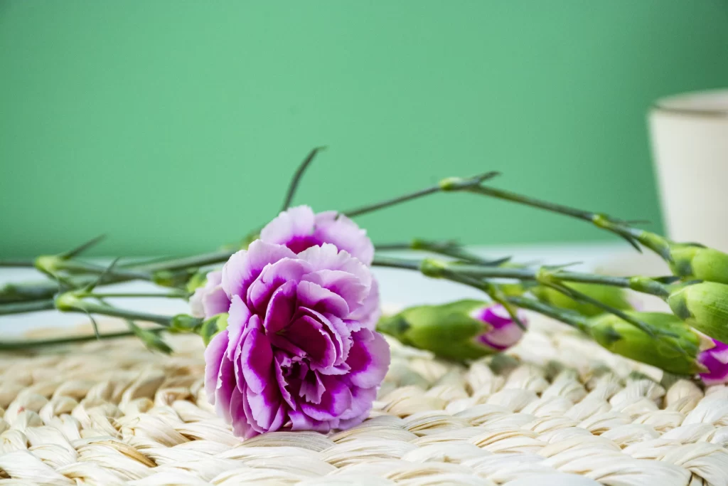 Purple Carnation Bloom Petals Green Stems