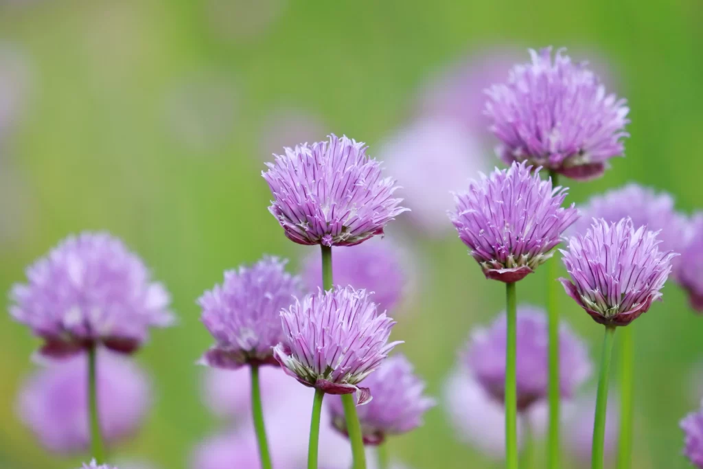 Purple Chrysanthemum Blooms Petals Green Stems