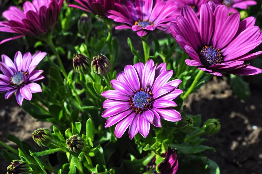 Purple Chrysanthemum Blooms Petals Green Leaves