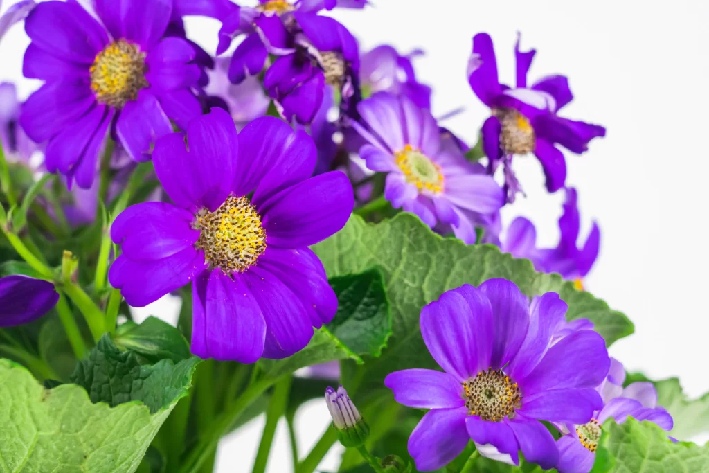 Purple Chrysanthemum Blooms Petals Yellow Center Green Leaves