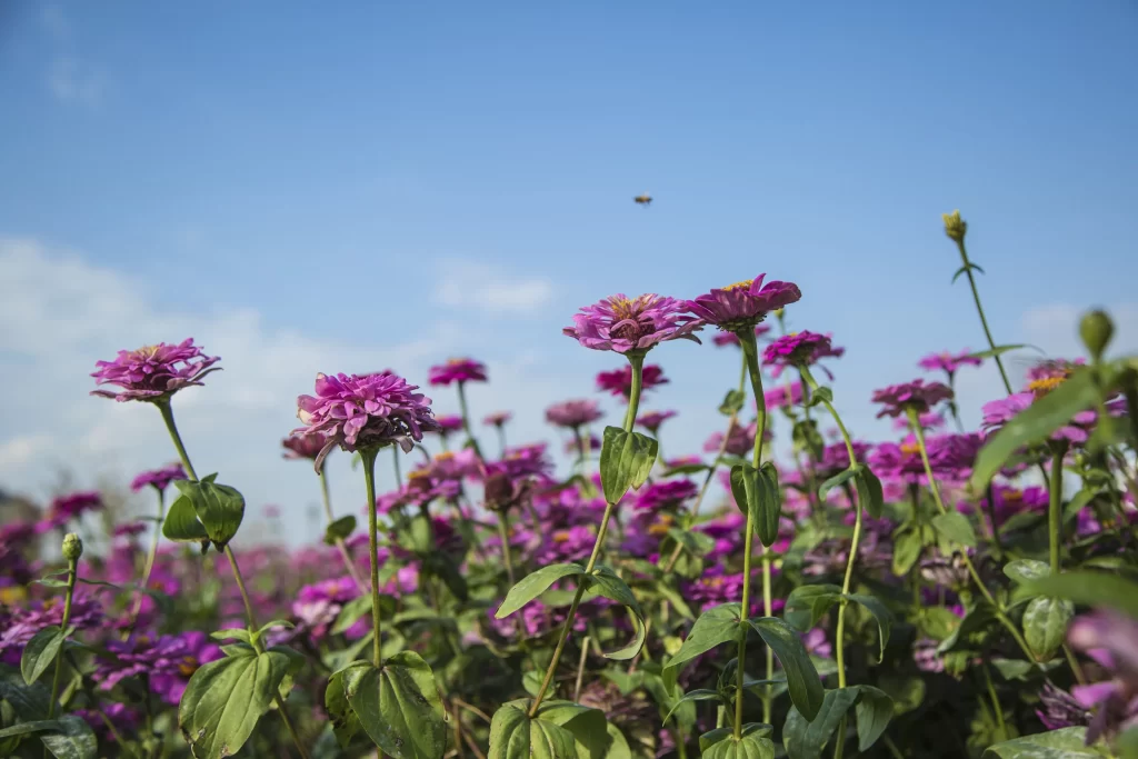 Purple Chrysanthemum Blooms Petals Green Leaves Blue Sky