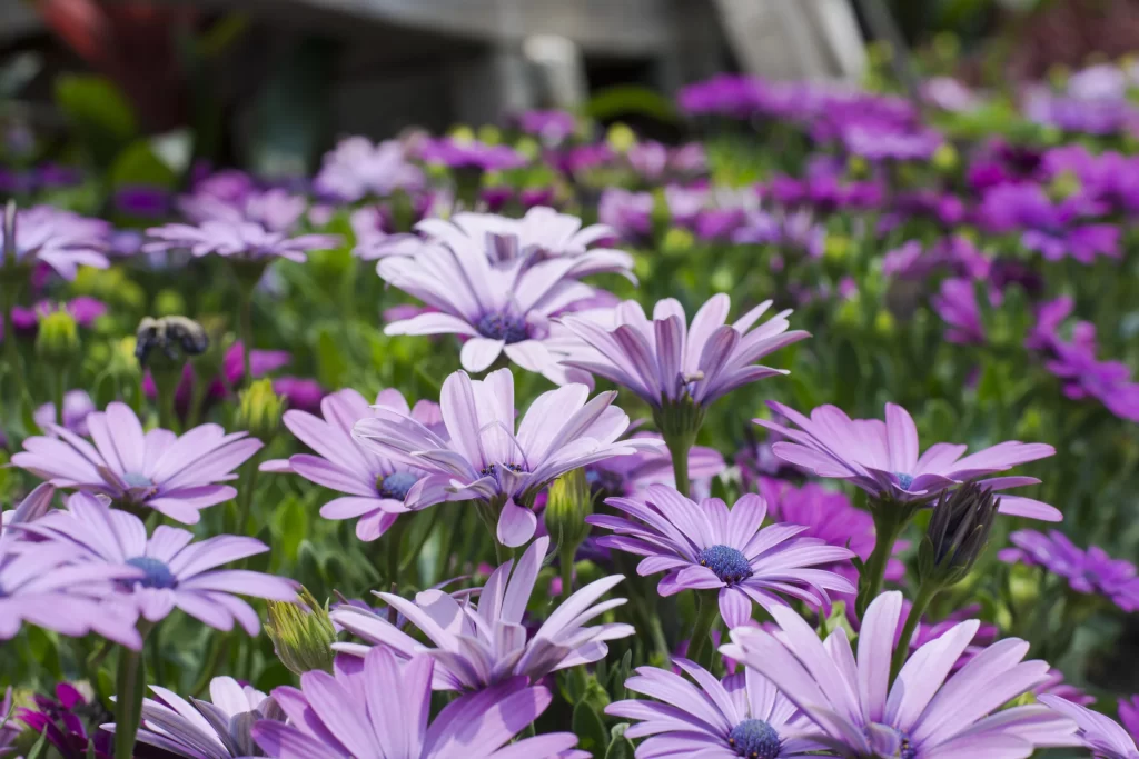 Purple Chrysanthemum Blooms Petals Greenery