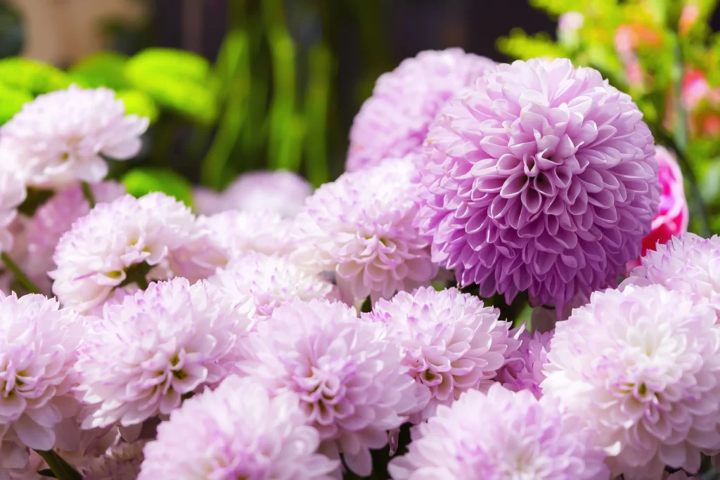 Purple Chrysanthemum Cluster Petals Rounded