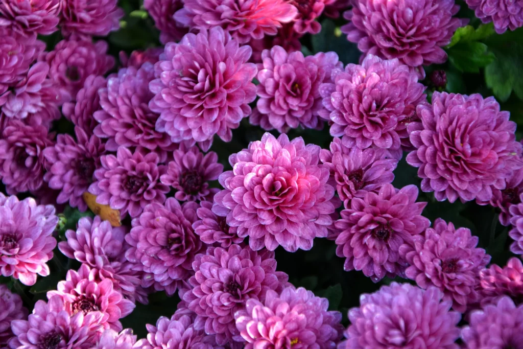 Purple Chrysanthemum Dense Petals Layered Texture