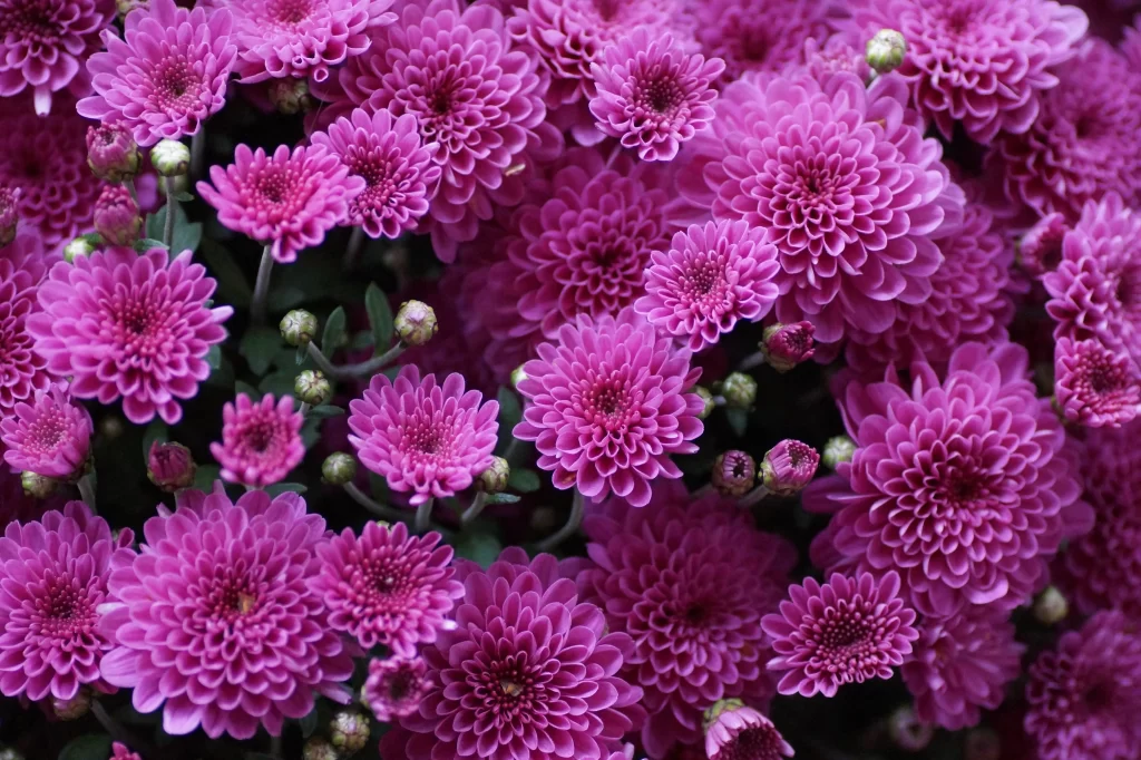 Purple Chrysanthemum Dense Petals Blooms