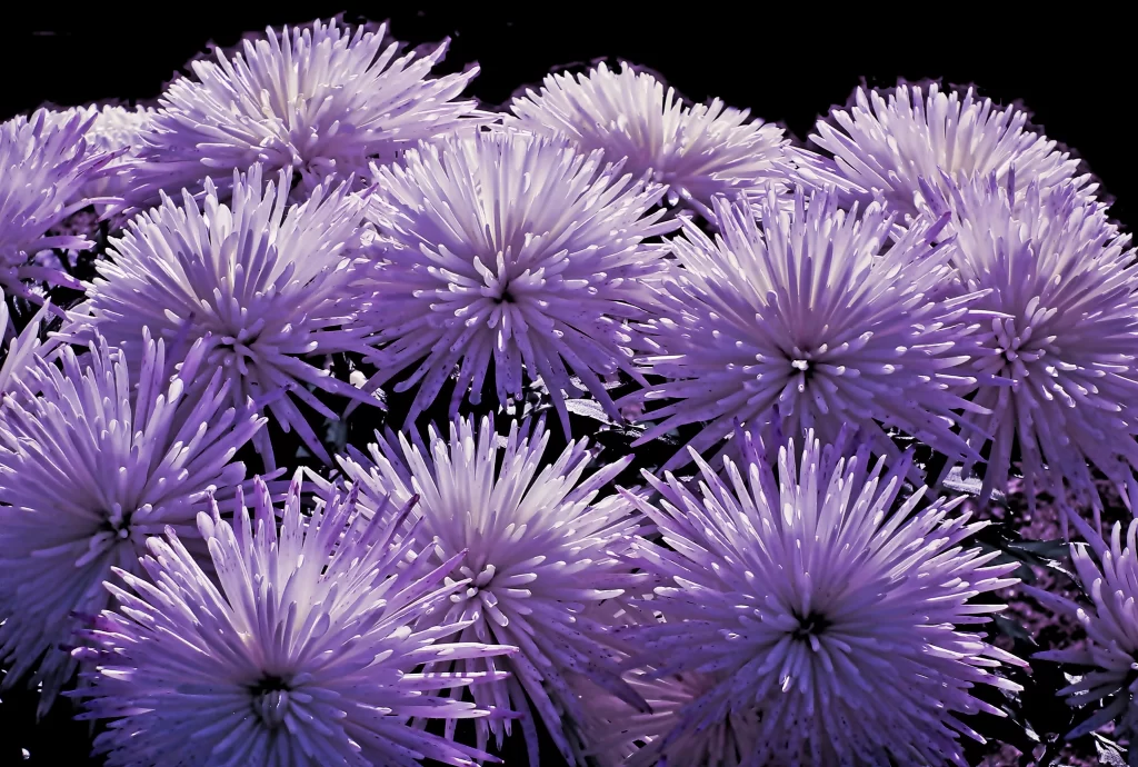 Purple Chrysanthemum Dense Petals Radiant