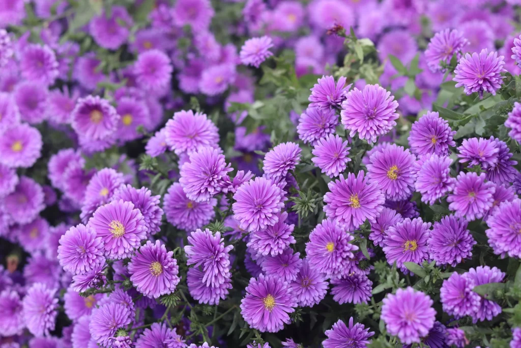 Purple Chrysanthemum Dense Blooms Petals Yellow Centers