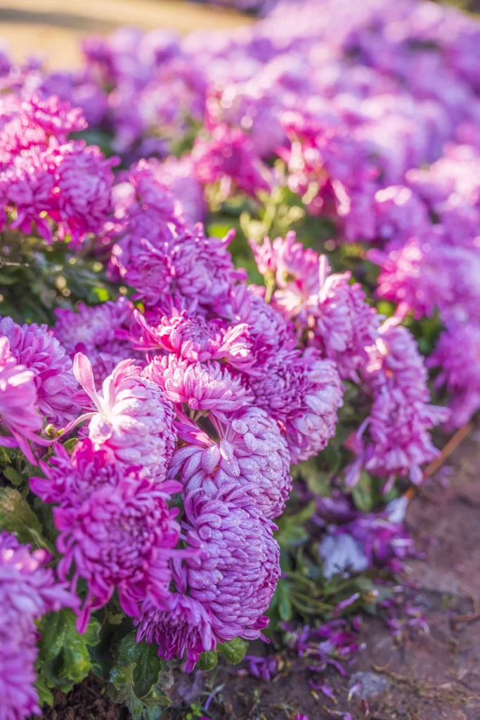 Purple Chrysanthemum Dense Petals Sunlight