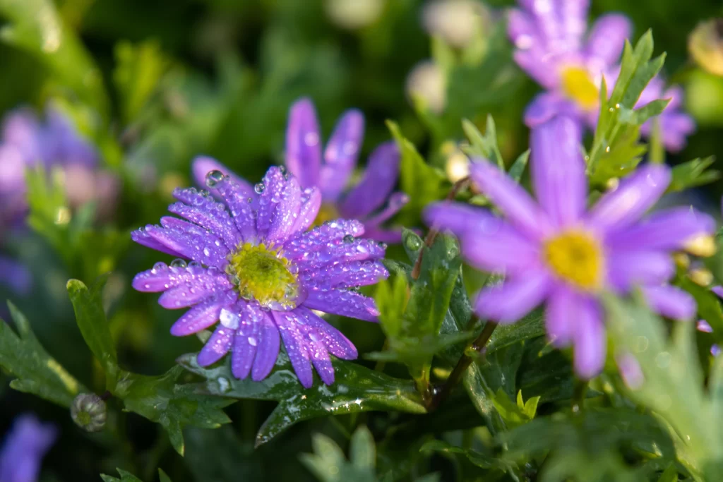 Purple Chrysanthemum Dewdrops Petals Yellow Center
