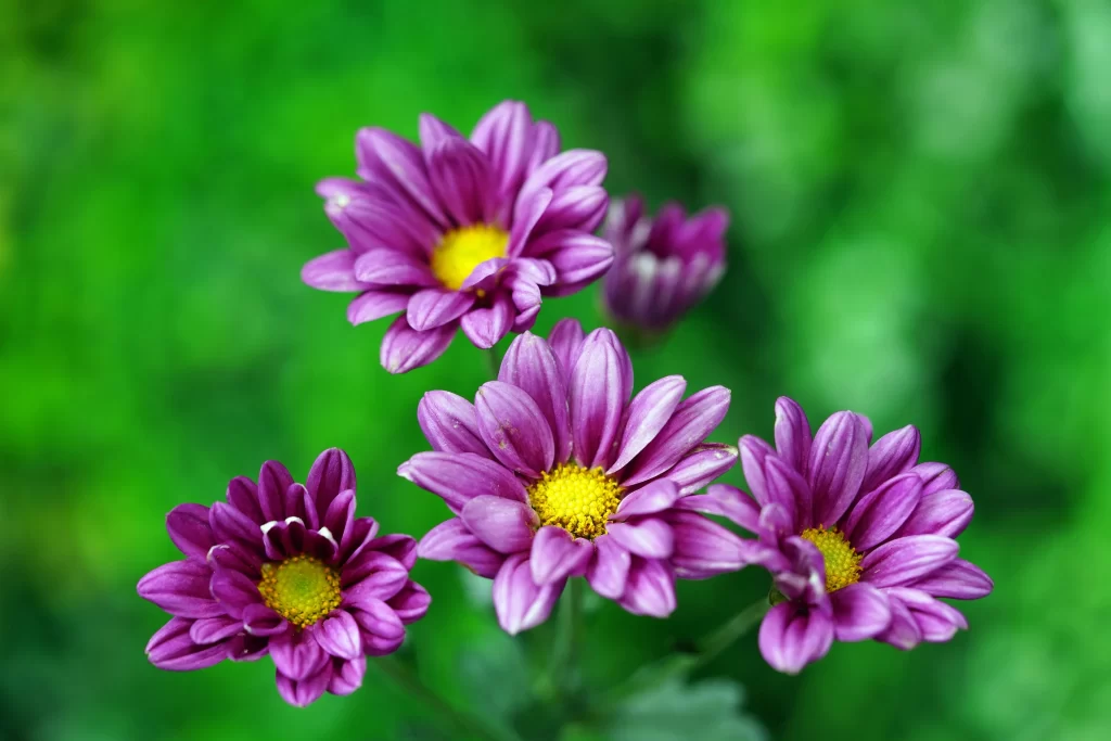 Purple Chrysanthemum Petals Yellow Center Green Background