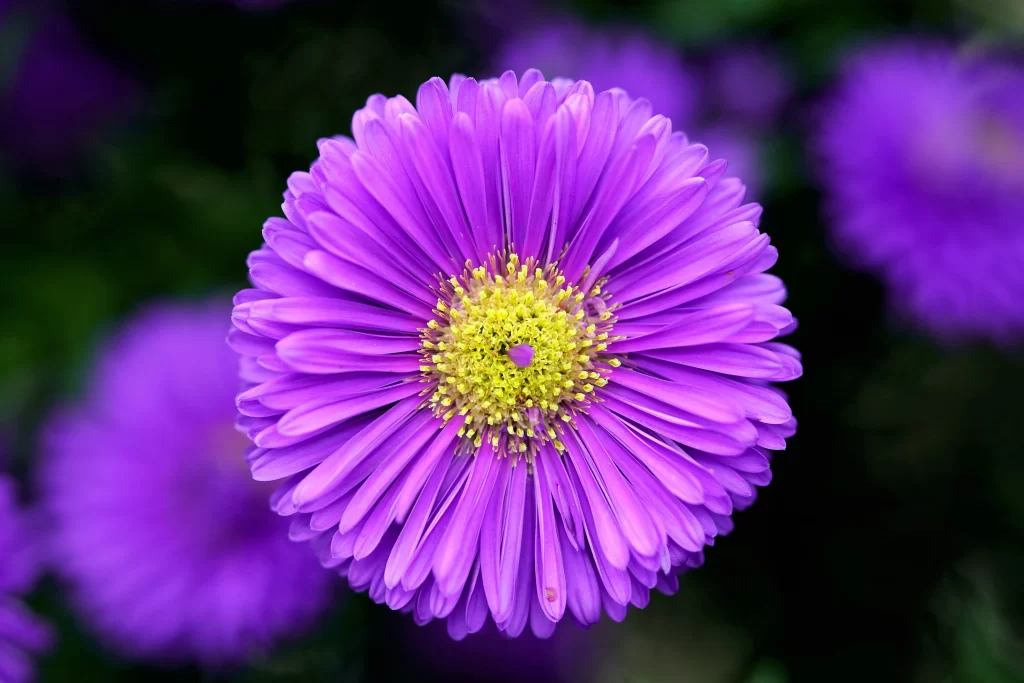 Purple Chrysanthemum Petals Yellow Center Round Shape