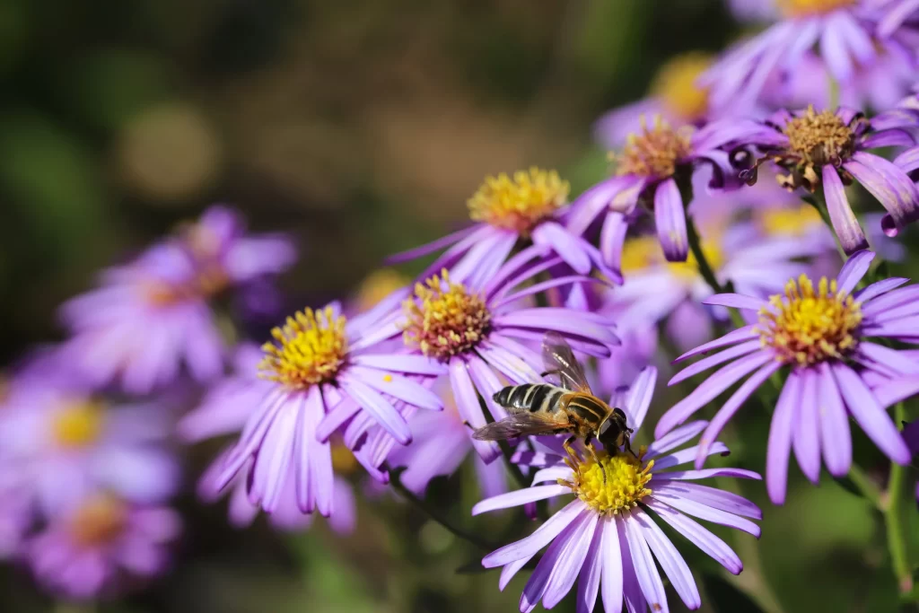 Purple Chrysanthemum Petals Yellow Center Bee