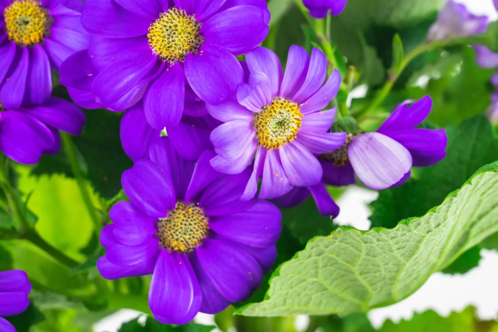Purple Chrysanthemum Petals Yellow Center Green cool Leaves