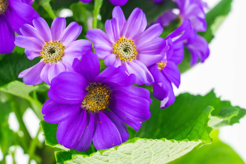 Purple Chrysanthemum Petals Yellow Center Green gray Leaves