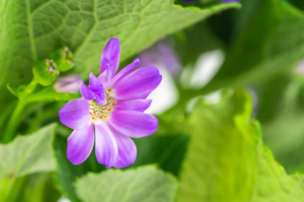 Purple Chrysanthemum Petals Green Leaves