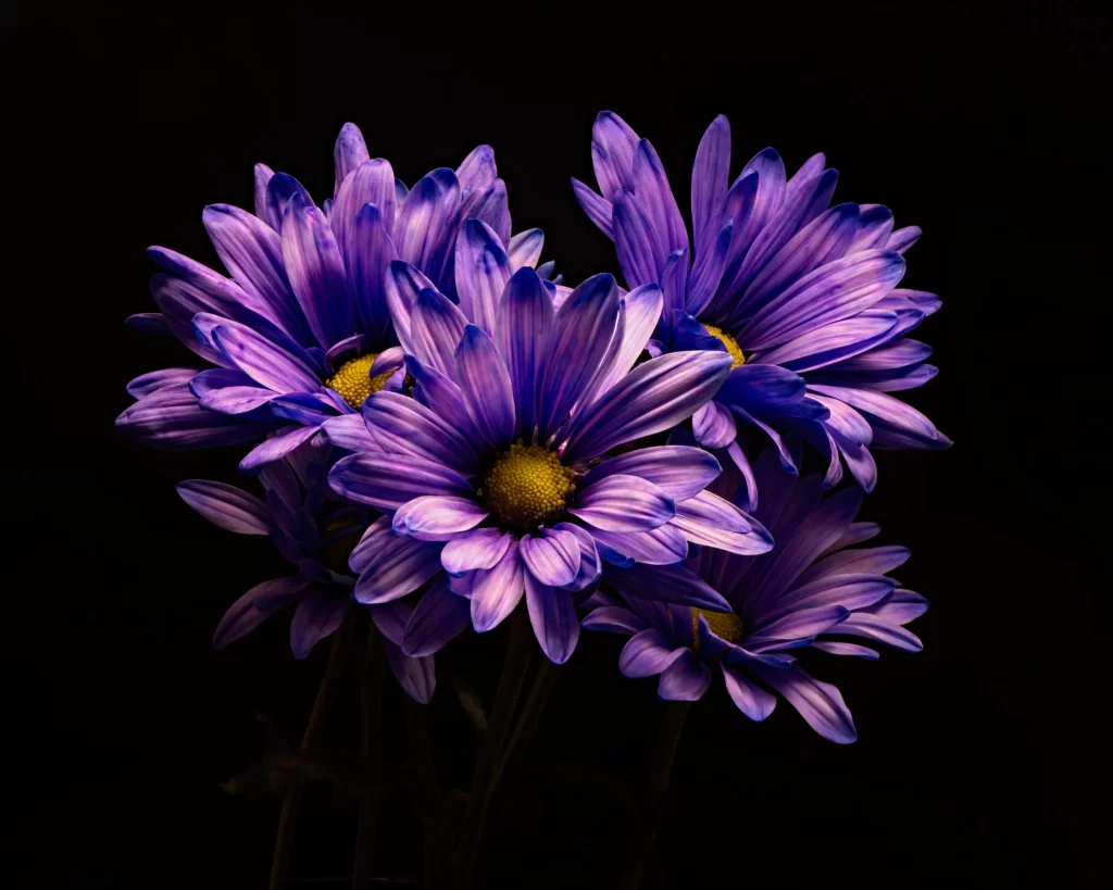 Purple Chrysanthemum Petals Yellow Center Dark Background