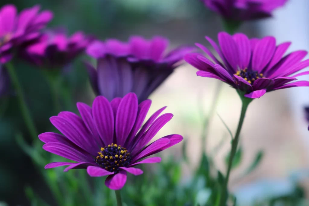 Purple Chrysanthemum Petals Yellow Center Green Stems