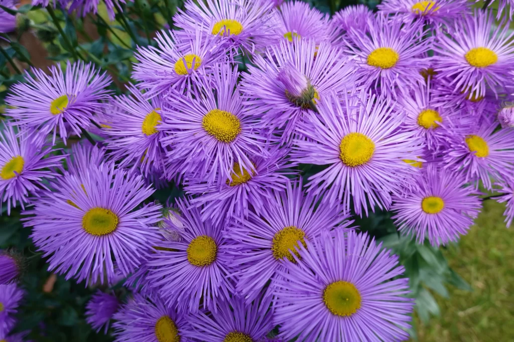 Purple Chrysanthemum Petals Yellow Center Dense Blooms