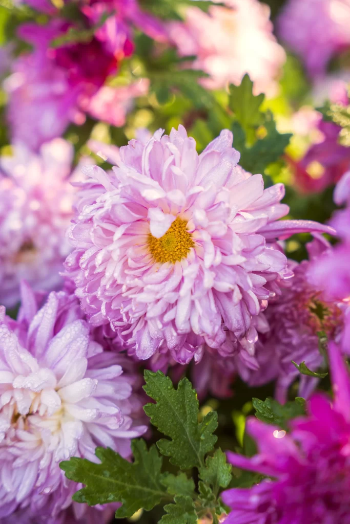 Purple Chrysanthemum Petals Dewdrops Yellow warm Center