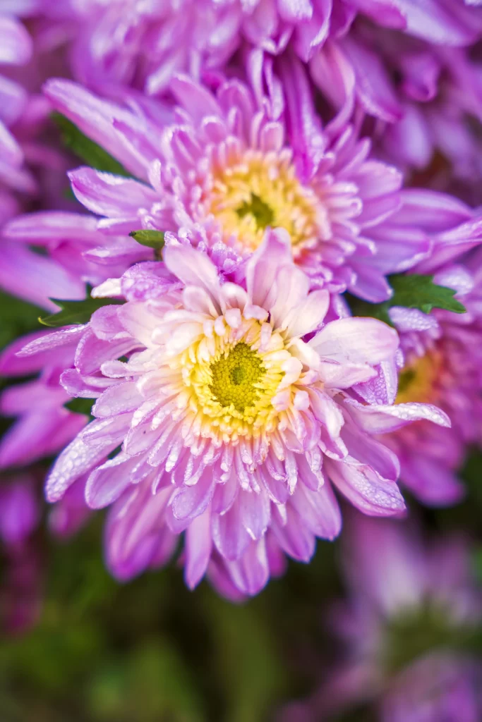 Purple Chrysanthemum Petals Dewdrops Yellow warm Center