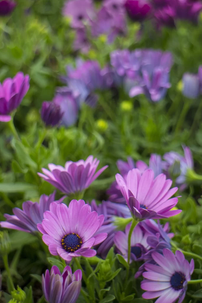 Purple Chrysanthemum Petals Dense gray Blooms
