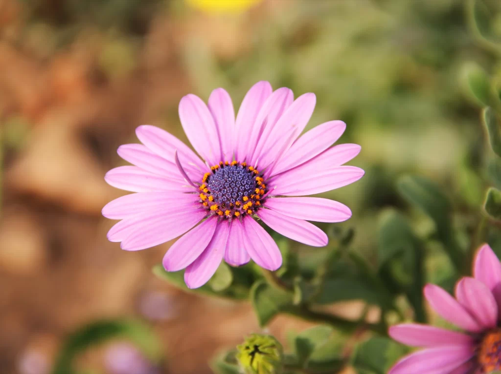 Purple Chrysanthemum Petals Yellow Center Green warm Leaves