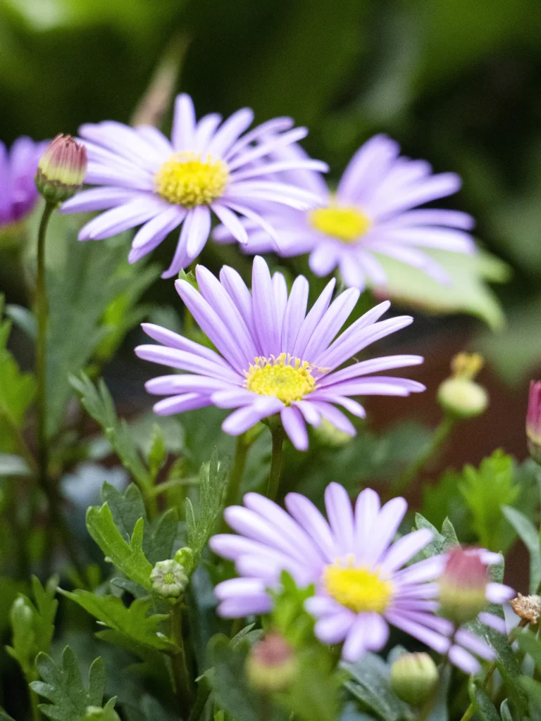 Purple Chrysanthemum Petals Yellow Center Green gray Leaves