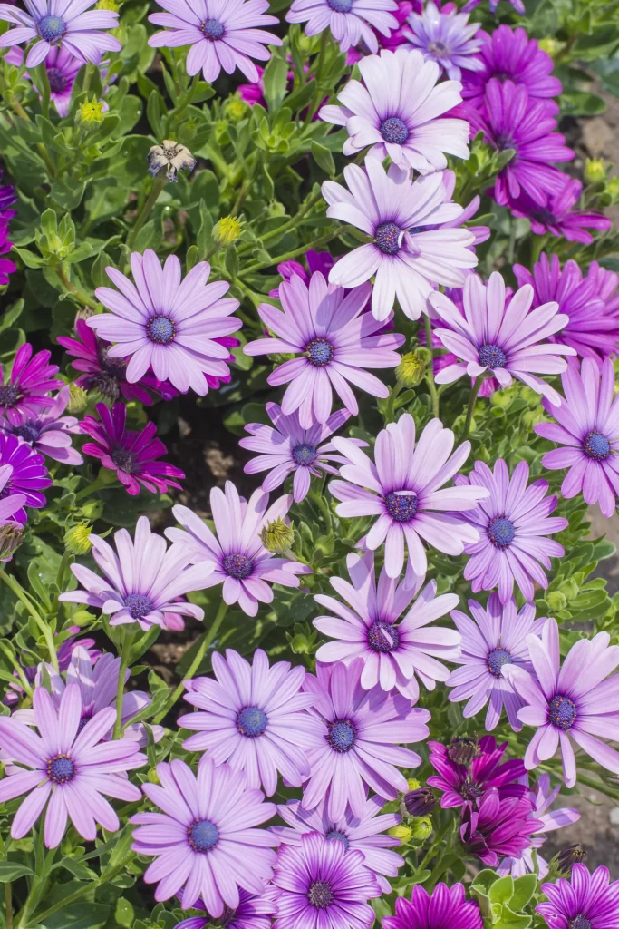 Purple Chrysanthemum Petals Dense gray Blooms