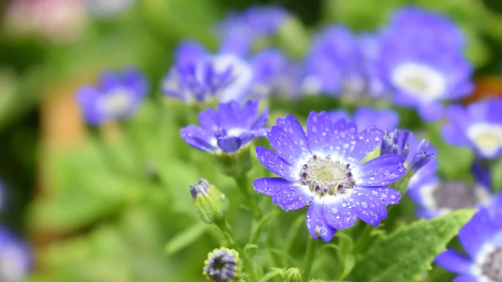 Purple Chrysanthemum Petals Dewdrops Green Leaves