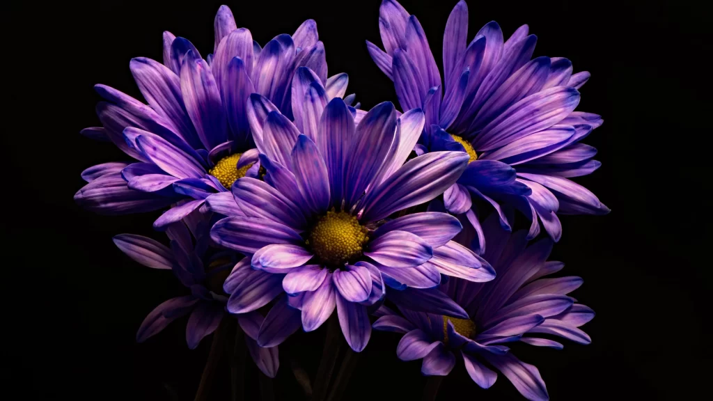 Purple Chrysanthemum Petals Yellow Center Dark Background