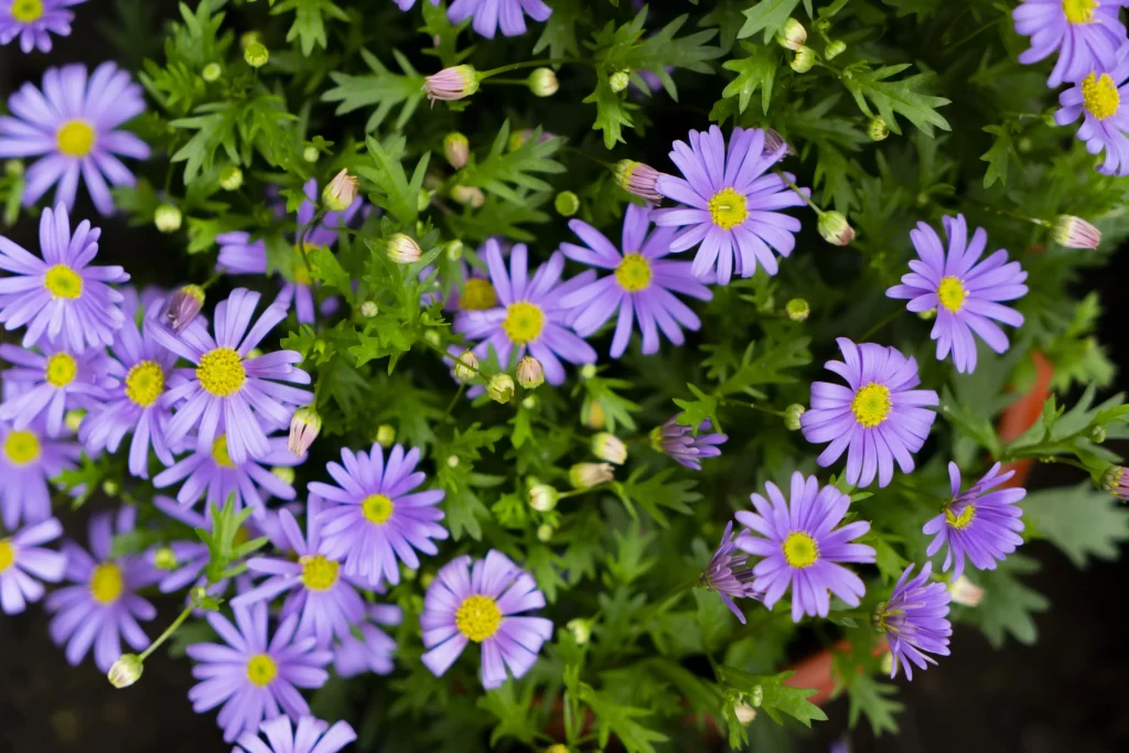 Purple Chrysanthemum Petals Yellow Center Green gray Leaves