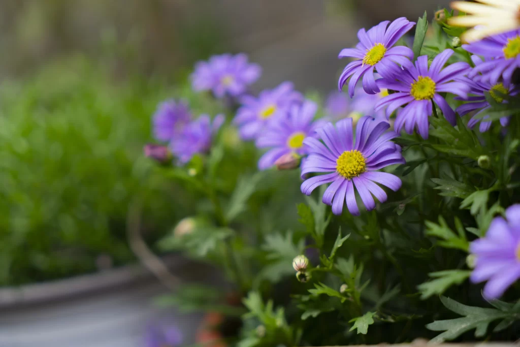 Purple Chrysanthemum Petals Yellow Center Green gray Leaves