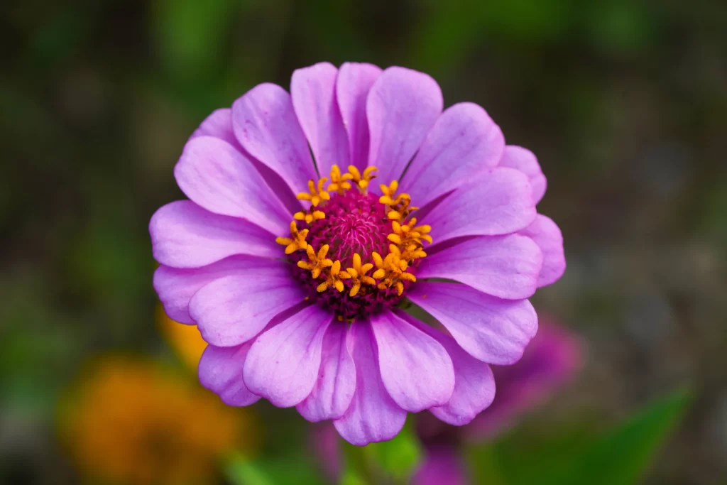 Purple Chrysanthemum Petals Yellow Center