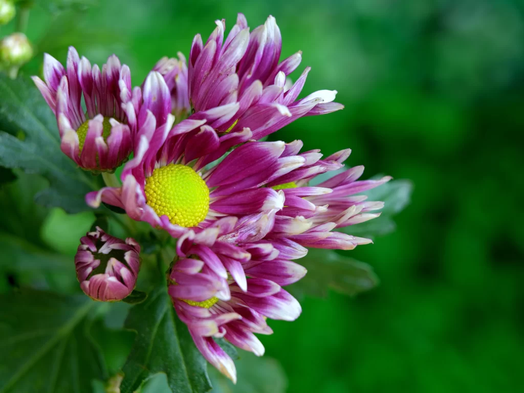 Purple Chrysanthemum Petals Yellow Center Green warm Leaves
