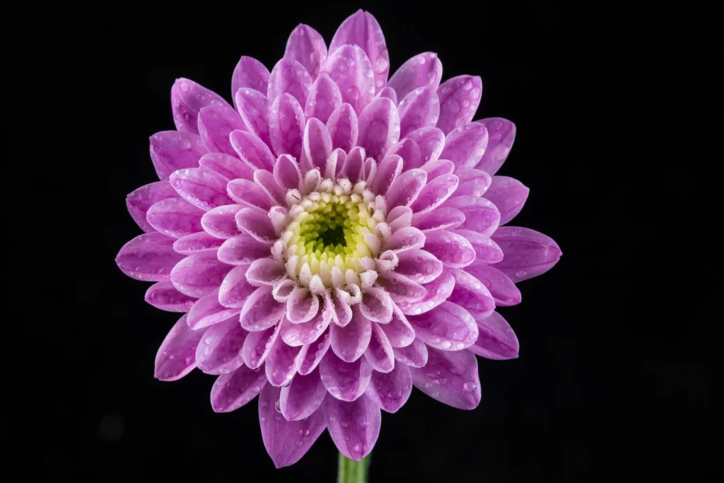 Purple Chrysanthemum Petals Dewdrops Center Yellow