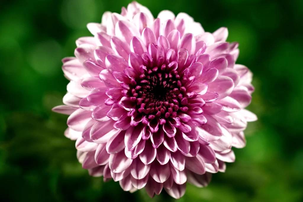 Purple Chrysanthemum Petals Center Round