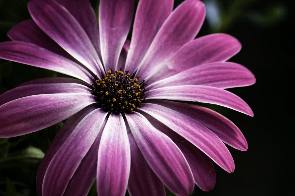 Purple Chrysanthemum Petals Dark Center Yellow Tips