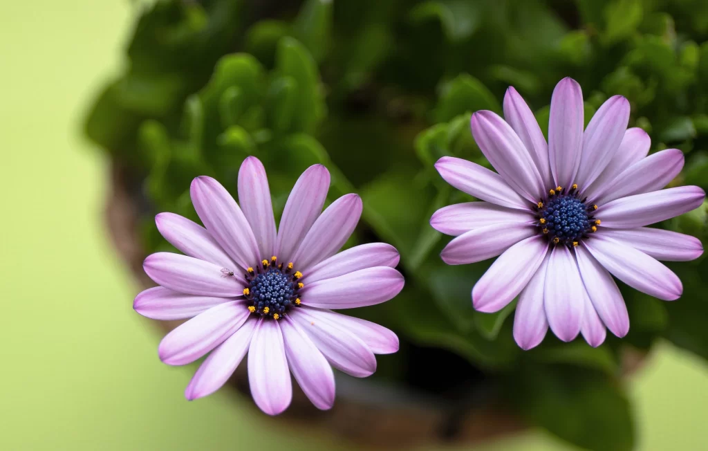Purple Chrysanthemum Petals Blue Center Yellow Tips