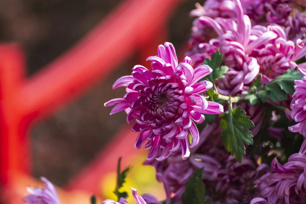 Purple Chrysanthemum Petals Dense warm Blooms