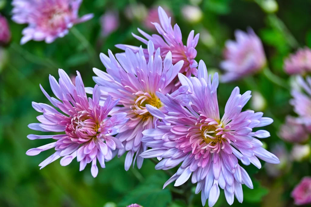 Purple Chrysanthemum Petals Yellow Center Green gray Leaves
