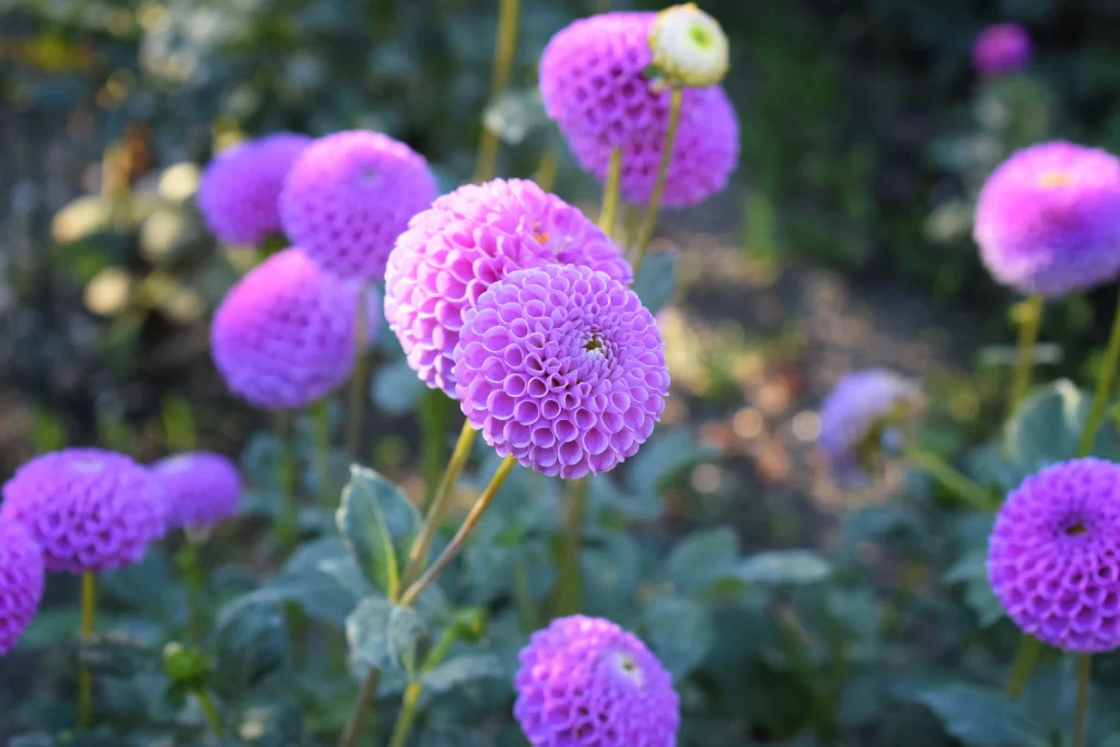 Purple Dahlia Bloom Petals Round Dense