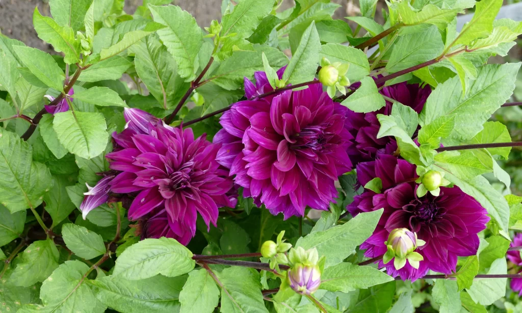 Purple Dahlia Blooms Petals Green Leaves