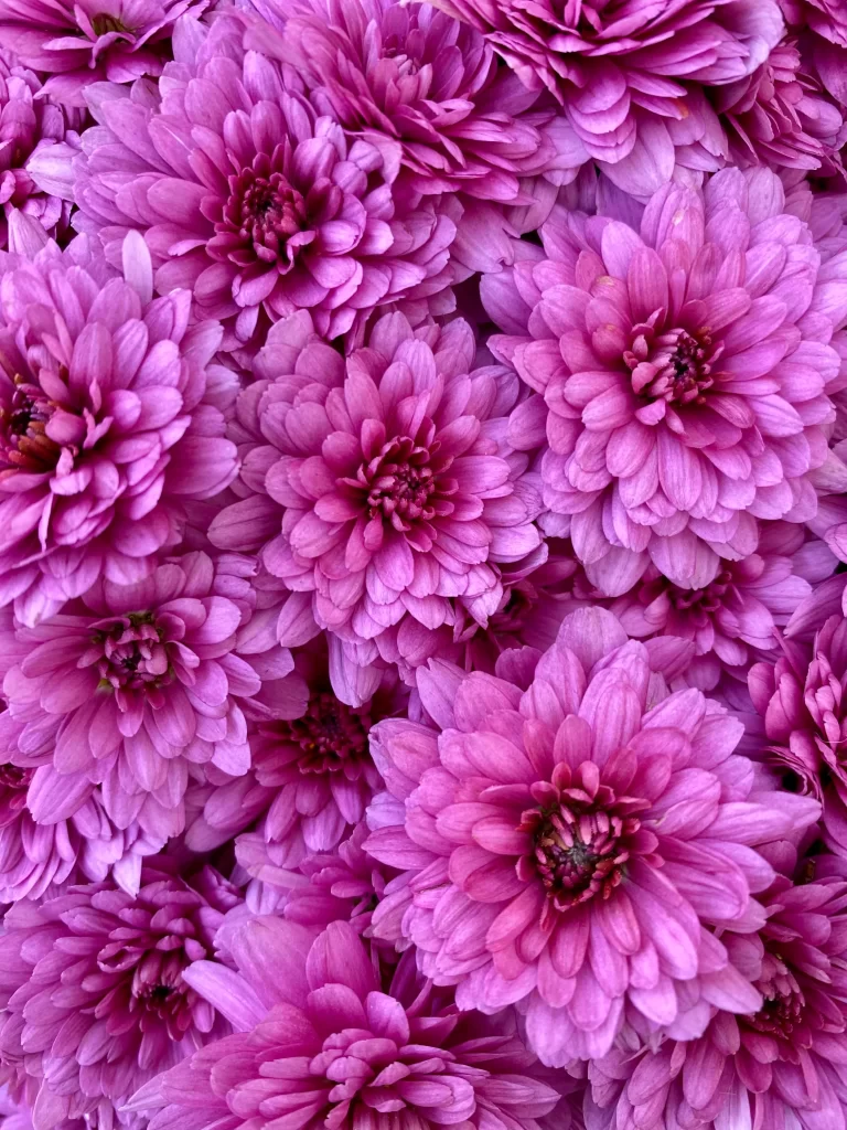 Purple Dahlia Petals Dense Layered