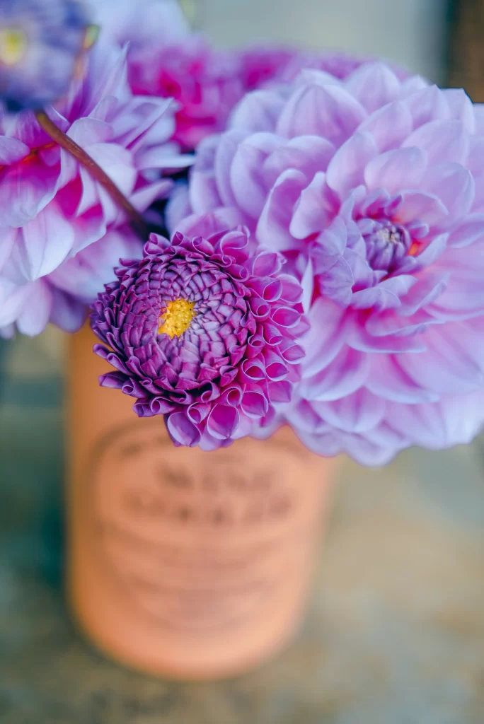 Purple Dahlia Petals Yellow gray Center